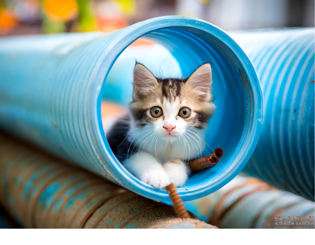 kitten in PVC pipe